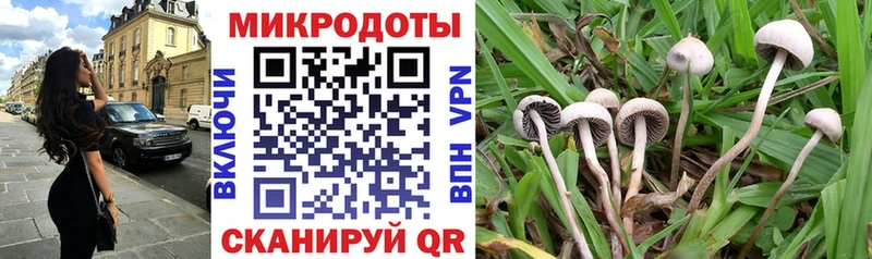 Псилоцибиновые грибы Cubensis  Котлас 